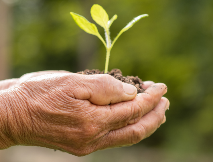 Mãos de uma pessoa a segurar terra com uma jovem planta, simbolizando sustentabilidade e adaptação às alterações climáticas no trabalho.